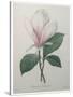 Magnolia Soulangiana-Pierre-Joseph Redoute-Stretched Canvas