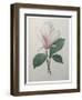 Magnolia Soulangiana-Pierre-Joseph Redoute-Framed Art Print