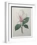 Magnolia Soulangiana-Pierre-Joseph Redoute-Framed Art Print