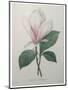 Magnolia Soulangiana-Pierre-Joseph Redoute-Mounted Art Print