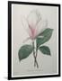 Magnolia Soulangiana-Pierre-Joseph Redoute-Framed Art Print