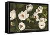 Magnolia, State Flower of Louisiana-null-Framed Stretched Canvas