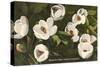Magnolia, State Flower of Louisiana-null-Stretched Canvas