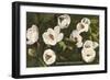 Magnolia, State Flower of Louisiana-null-Framed Art Print