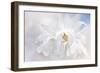 Magnolia Stellarta-Jacky Parker-Framed Giclee Print