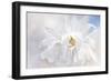 Magnolia Stellarta-Jacky Parker-Framed Giclee Print