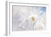 Magnolia Stellarta-Jacky Parker-Framed Giclee Print