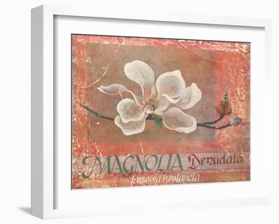 Magnolia Study I-unknown Foy-Framed Art Print