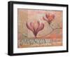 Magnolia Study II-unknown Foy-Framed Art Print