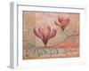 Magnolia Study II-unknown Foy-Framed Art Print