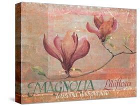 Magnolia Study II-unknown Foy-Stretched Canvas