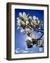 Magnolia Sun-Adrian Campfield-Framed Giclee Print