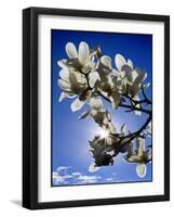 Magnolia Sun-Adrian Campfield-Framed Giclee Print