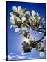 Magnolia Sun-Adrian Campfield-Stretched Canvas