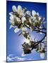 Magnolia Sun-Adrian Campfield-Mounted Giclee Print