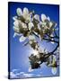 Magnolia Sun-Adrian Campfield-Stretched Canvas