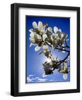 Magnolia Sun-Adrian Campfield-Framed Premium Giclee Print