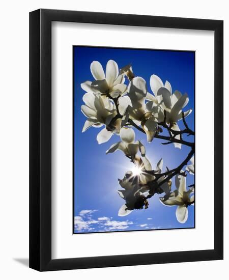 Magnolia Sun-Adrian Campfield-Framed Premium Giclee Print