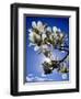 Magnolia Sun-Adrian Campfield-Framed Premium Giclee Print