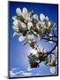 Magnolia Sun-Adrian Campfield-Mounted Premium Giclee Print