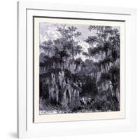 Magnolia Swamp United States of America-null-Framed Giclee Print