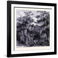 Magnolia Swamp United States of America-null-Framed Giclee Print