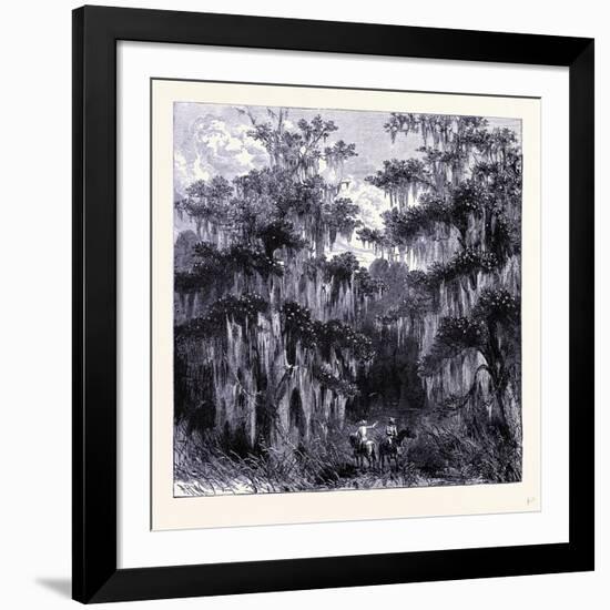 Magnolia Swamp United States of America-null-Framed Giclee Print