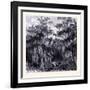 Magnolia Swamp United States of America-null-Framed Giclee Print