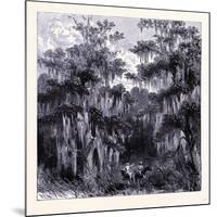 Magnolia Swamp United States of America-null-Mounted Giclee Print