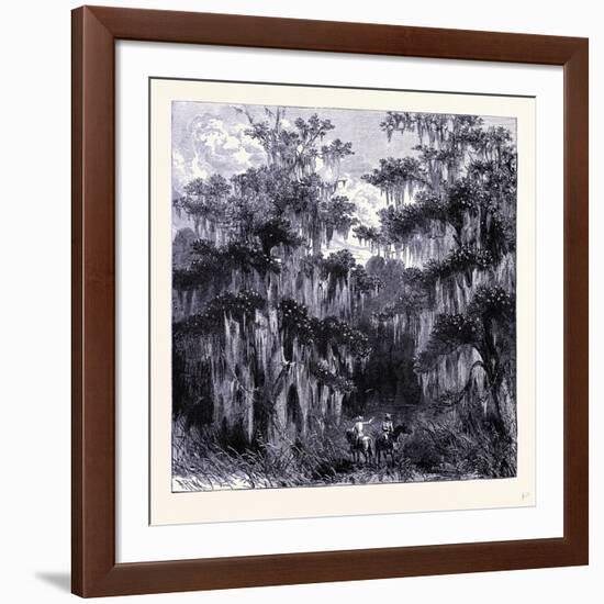 Magnolia Swamp United States of America-null-Framed Giclee Print