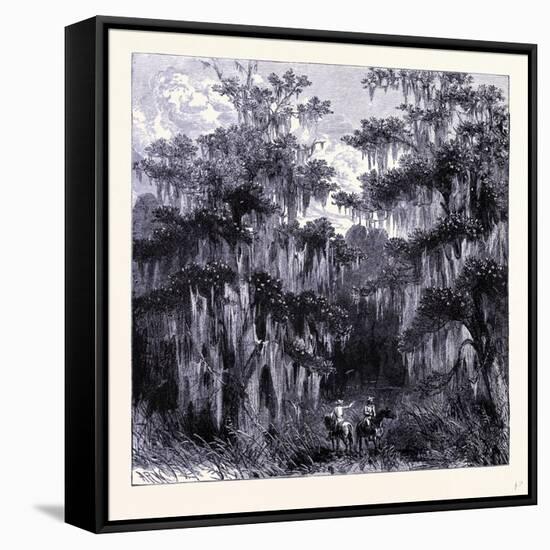 Magnolia Swamp United States of America-null-Framed Stretched Canvas