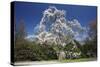 Magnolia Tree Blossom in Springtime-null-Stretched Canvas