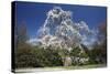 Magnolia Tree Blossom in Springtime-null-Stretched Canvas