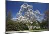 Magnolia Tree Blossom in Springtime-null-Mounted Photographic Print