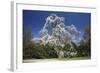 Magnolia Tree Blossom in Springtime-null-Framed Photographic Print