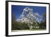 Magnolia Tree Blossom in Springtime-null-Framed Photographic Print