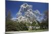 Magnolia Tree Blossom in Springtime-null-Mounted Photographic Print