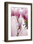 Magnolia-Tree "Darell Dean", Magnolia Spec., Branch, Detail, Blooms-Herbert Kehrer-Framed Photographic Print