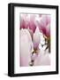 Magnolia-Tree "Darell Dean", Magnolia Spec., Branch, Detail, Blooms-Herbert Kehrer-Framed Photographic Print