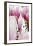 Magnolia-Tree "Darell Dean", Magnolia Spec., Branch, Detail, Blooms-Herbert Kehrer-Framed Photographic Print