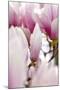 Magnolia-Tree "Darell Dean", Magnolia Spec., Branch, Detail, Blooms-Herbert Kehrer-Mounted Photographic Print