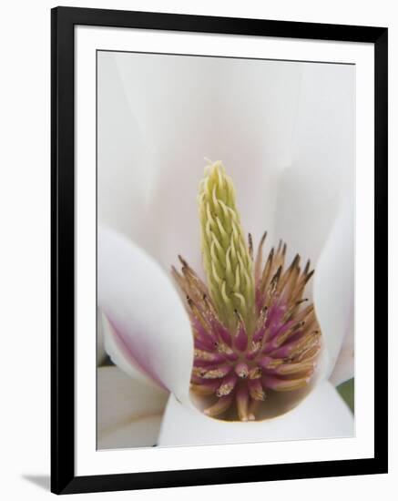 Magnolia Tree Flower Close-up in the Japanese Gardens at the Washington Park Arboretum, Seattle-Dennis Flaherty-Framed Photographic Print