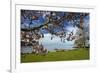 Magnolia tree in bloom, and Lake Taupo, Braxmere, Tokaanu, near Turangi, North Island, New Zealand-David Wall-Framed Photographic Print