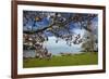 Magnolia tree in bloom, and Lake Taupo, Braxmere, Tokaanu, near Turangi, North Island, New Zealand-David Wall-Framed Photographic Print