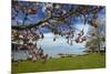 Magnolia tree in bloom, and Lake Taupo, Braxmere, Tokaanu, near Turangi, North Island, New Zealand-David Wall-Mounted Photographic Print