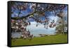 Magnolia tree in bloom, and Lake Taupo, Braxmere, Tokaanu, near Turangi, North Island, New Zealand-David Wall-Framed Stretched Canvas