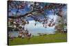 Magnolia tree in bloom, and Lake Taupo, Braxmere, Tokaanu, near Turangi, North Island, New Zealand-David Wall-Stretched Canvas