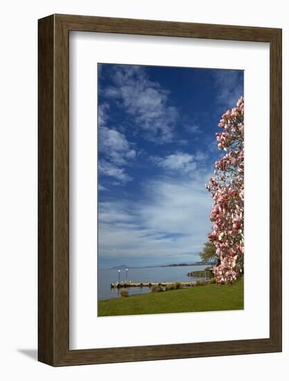 Magnolia tree in bloom, and Lake Taupo, Braxmere, Tokaanu, near Turangi, North Island, New Zealand-David Wall-Framed Photographic Print