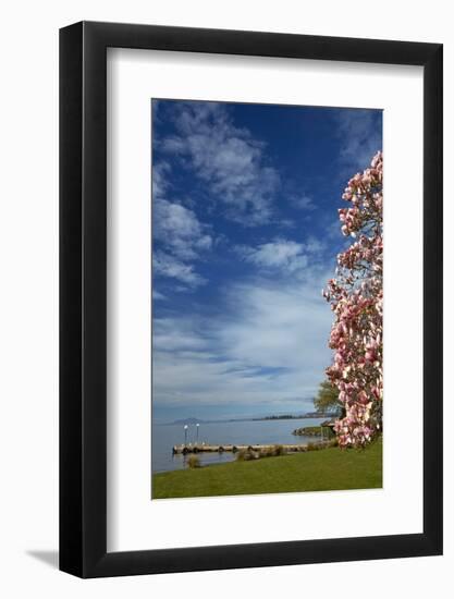 Magnolia tree in bloom, and Lake Taupo, Braxmere, Tokaanu, near Turangi, North Island, New Zealand-David Wall-Framed Photographic Print