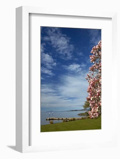 Magnolia tree in bloom, and Lake Taupo, Braxmere, Tokaanu, near Turangi, North Island, New Zealand-David Wall-Framed Photographic Print